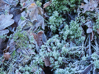 Close-up of frozen leaves 