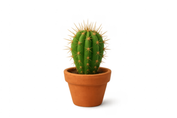 Prickly green cactus plant in terracotta pot transparent background
