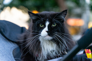 A relaxed tuxedo cat resting in a pet stroller at a public park, surrounded by greenery and natural daylight. The scene captures a modern pet lifestyle, highlighting companionship, outdoor leisure