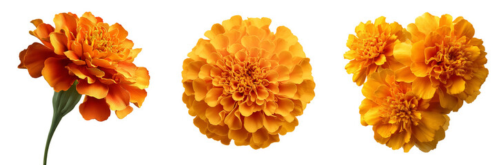 Three vibrant orange marigold flowers with detailed petals and green stems isolated on a transparent background