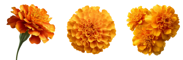 Three vibrant orange marigold flowers with detailed petals and green stems isolated on a transparent background