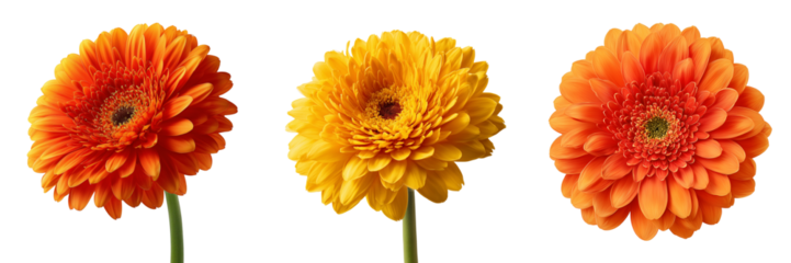 Three vibrant gerbera daisies orange yellow petals detailed center isolated on a transparent background