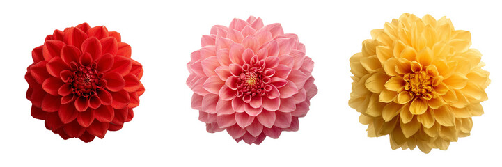 Fototapeta premium Red pink and yellow dahlia flowers arranged in a row isolated on a transparent background image