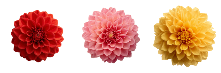 Red pink and yellow dahlia flowers arranged in a row isolated on a transparent background image