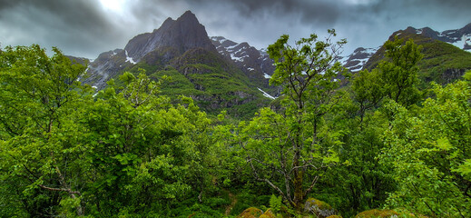 Green Valley With Snowy Mountains On Lofoten Islands In Norway
