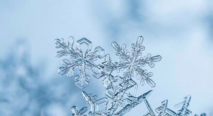 Delicate snowflakes on frosty winter morning closeup © MdEmajuddin