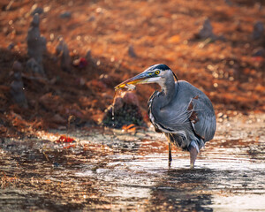 Obraz premium A great blue heron standing and hunting in shallow water during golden hour light. 