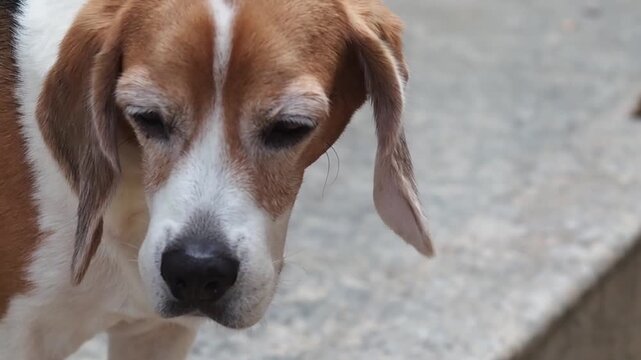 Sad beagle dog closeup portrait pet animal brown white fur droopy ears soulful eyes gentle hound muzzle outdoor melancholy mood looking down