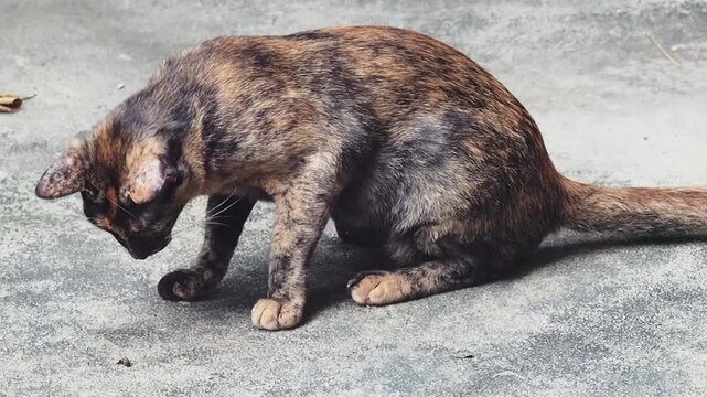 Tortoiseshell cat stray street cat crouching on concrete floor in urban outdoor scene hungry feline portrait with whisker detail and intense focus