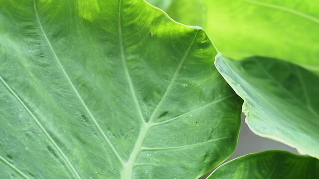 Giant elephant ear green leaf tropical plant foliage macro texture natural pattern closeup lush vein background jungle detail giant elephant ear