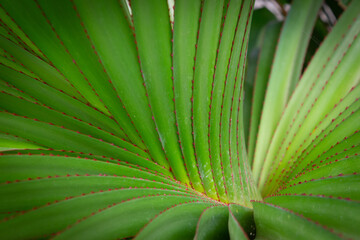 a leaf from a Pandanus plant, commonly known as a screw pine, which may be Pandanus utilis. These plants have a distinctive appearance due to their sword-like leaves and aerial prop roots.