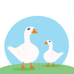 Two white geese on green grass