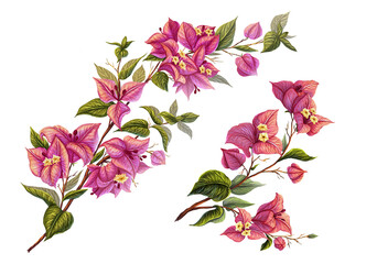 Tropical illustration set of 2 branches of blooming bougainvillea. Botanical print with a delicate branch of an exotic plant. Floral decor for postcards, invitations