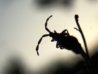 small brown beetle with horns