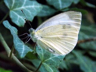 white butterfly on green ivy leaves