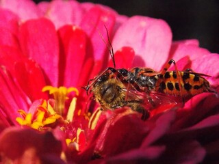 The colorful beetle caught a bee	