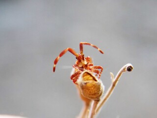 small brown beetle with horns