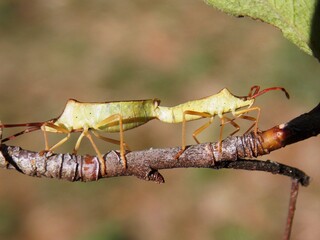 two beetles are mating