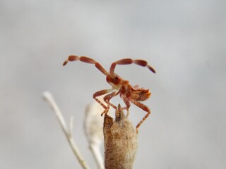 small brown beetle with horns