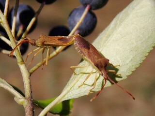 two beetles are mating