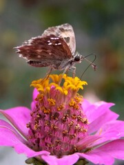 butterfly with colorful wings on a flower