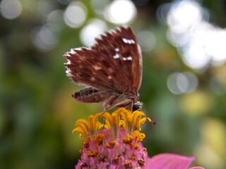 butterfly with colorful wings on a flower