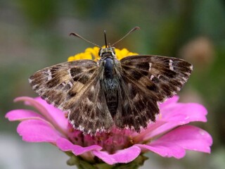 butterfly with colorful wings on a flower