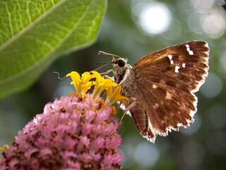 butterfly with colorful wings on a flower