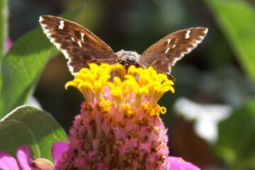 butterfly with colorful wings on a flower