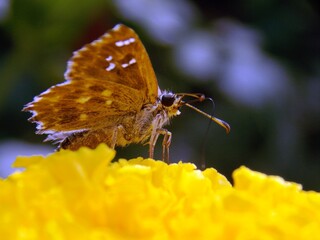 butterfly with colorful wings on a flower