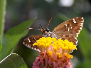 butterfly with colorful wings on a flower