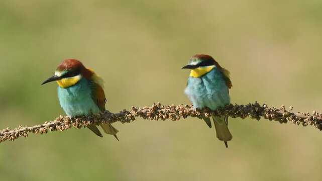 European bee-eater (Merops apiaster) on a branch during breeding period in spring.