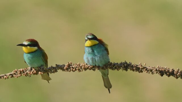 European bee-eater (Merops apiaster) on a branch during breeding period in spring.