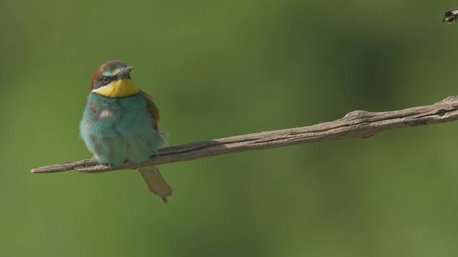 European bee-eater (Merops apiaster) on a branch during breeding period in spring.