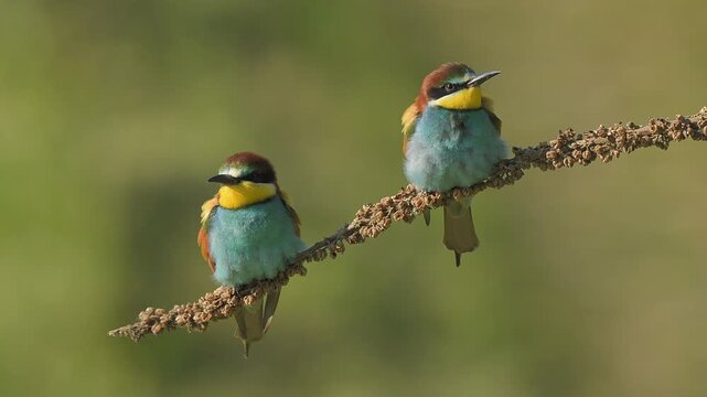 European bee-eater (Merops apiaster) on a branch during breeding period in spring.