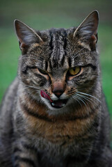 Obraz premium Tabby Cat Licking Lips Close Up Portrait 