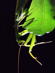 green praying mantis on a green leaf