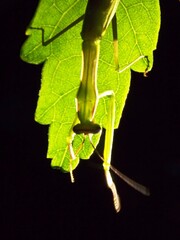 green praying mantis on a green leaf