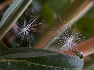 seeds on a green leaf