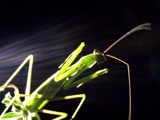 green praying mantis on a green leaf