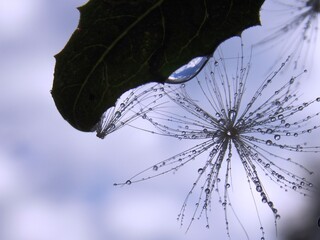 plant seeds and raindrops