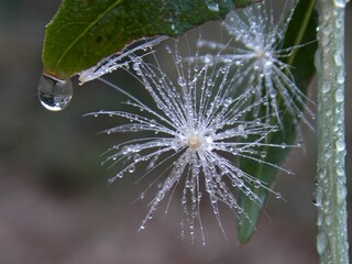 plant seeds and raindrops
