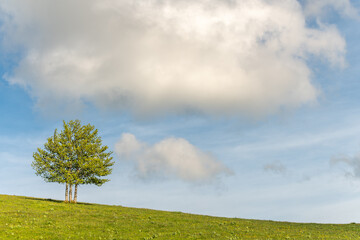Isolated trees at the top of the Vosges mountains.
