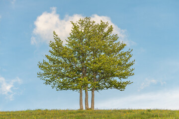 Isolated trees at the top of the Vosges mountains.