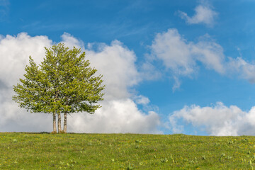 Isolated trees at the top of the Vosges mountains.