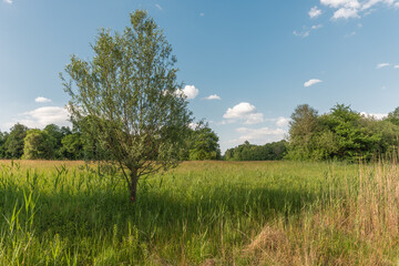 Open field with flowers and trees under blue sky in middle of day