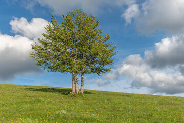 Isolated trees at the top of the Vosges mountains.