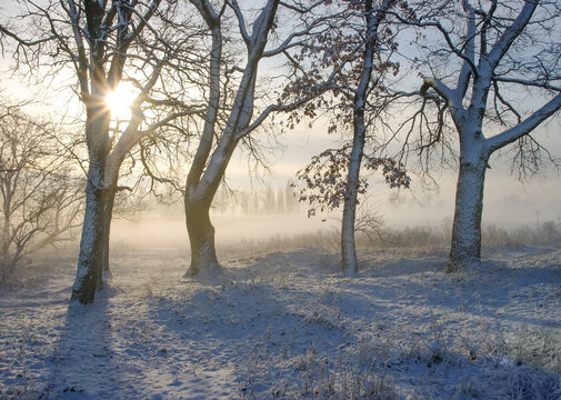 Sunlight breaking through barren trees standing in a snow covered field, creating long shadows and illuminating a thick layer of morning fog over the tranquil landscape