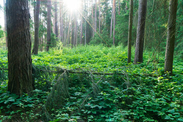 Summer forest scene in the Czech Republic © Paolo