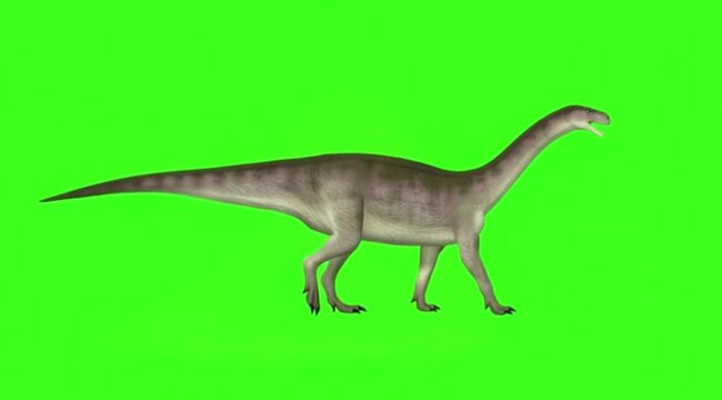 Dinosaur In a natural movement on green screen background.